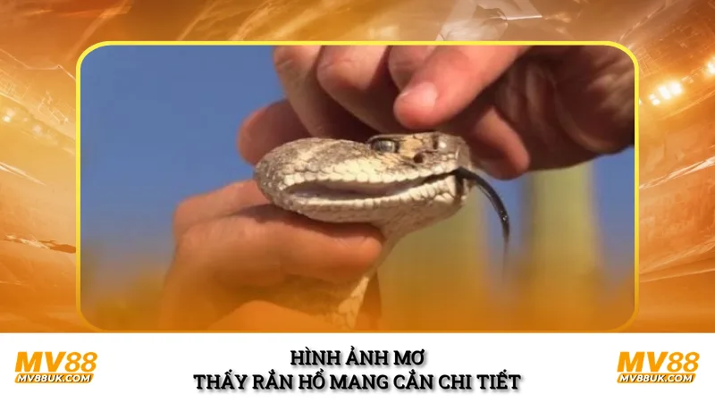 Hình ảnh mơ thấy rắn hổ mang cắn chi tiết