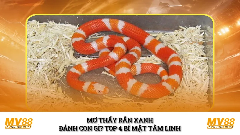 Mơ Thấy Rắn Xanh Đánh Con Gì? Top 4 Bí Mật Tâm Linh