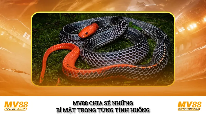 MV88 chia sẻ những bí mật trong từng tình huống