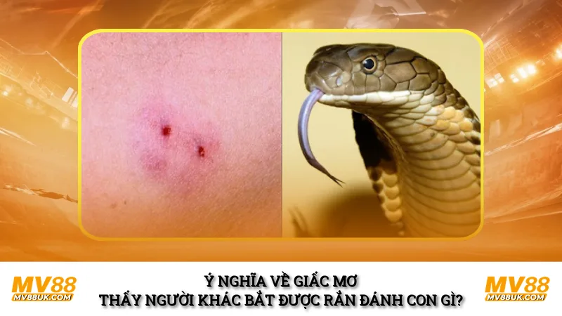 Ý nghĩa về giấc mơ thấy người khác bắt được rắn đánh con gì?